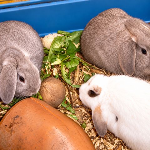 Unsere Kaninchen