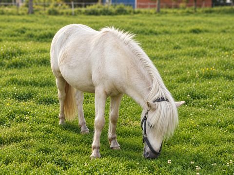 Unser Pony grast auf der Wiese