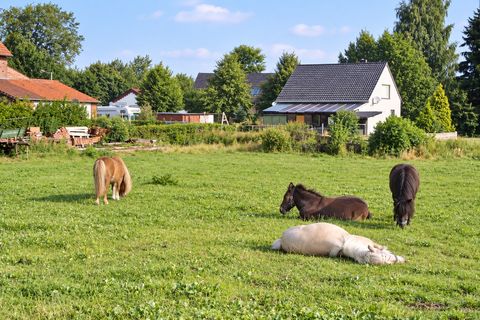 Die Ponys auf der Koppel